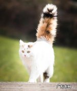 猫咪尾巴翘很高是什么意思,猫咪尾巴翘很高是什么病