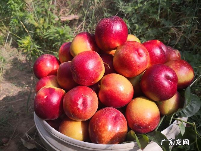 油桃什么季节成熟