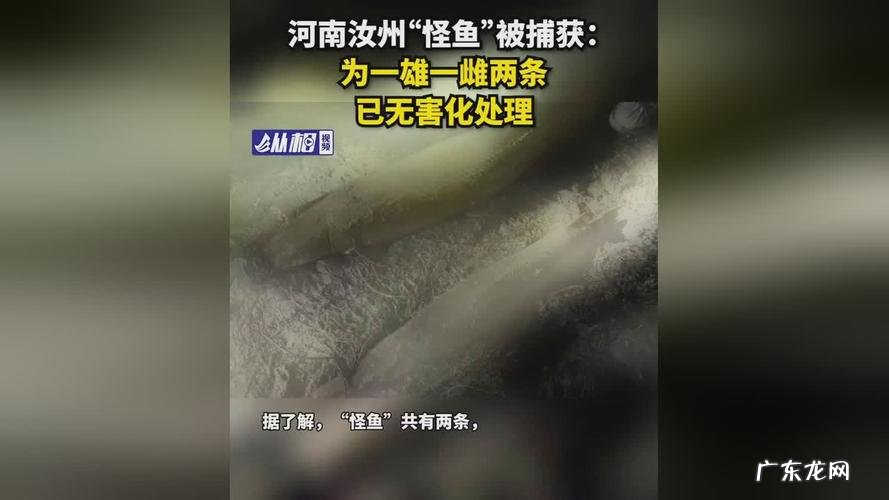 汝州怪鱼抓住了吗