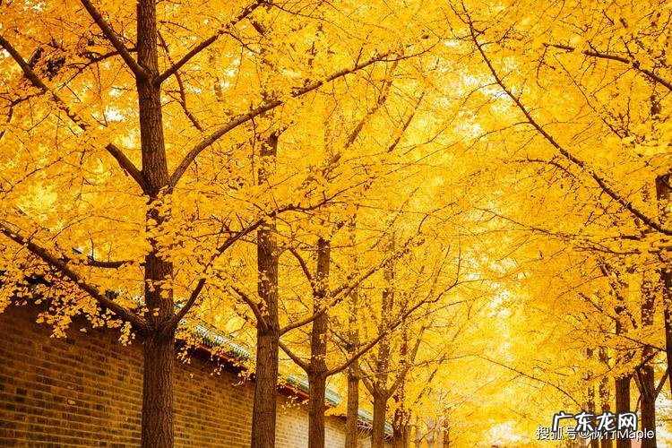 北京观看银杏的最佳去处,人少景美,错过要后悔的!
