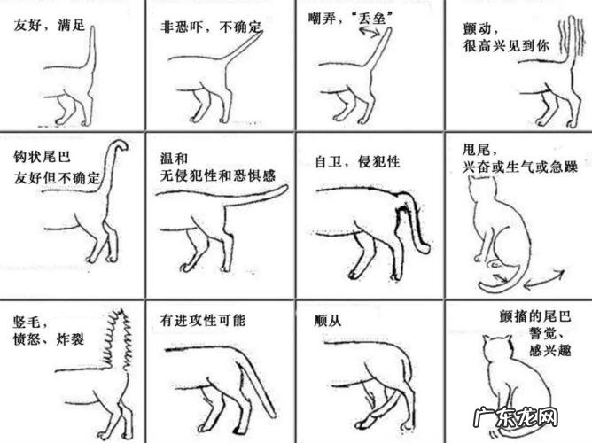 猫摇尾巴是什么意思?猫摇尾巴表示它很喜欢你,你快夸我呀!