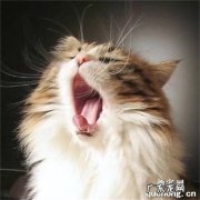 猫咪半夜嗷嗷叫是什么原因？猫半夜嚎叫是怎么回事？