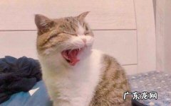 猫早上叫个不停是怎么回事？