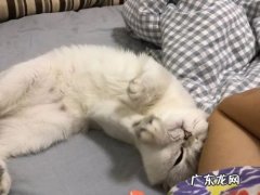 母猫一直叫个不停是怎么回事？