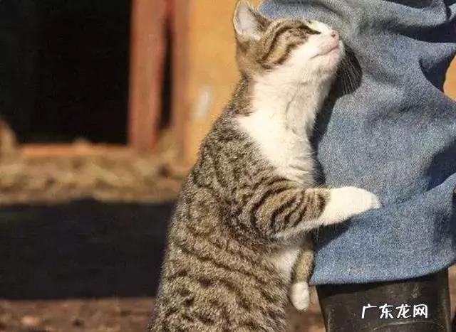 猫为什么喜欢蹭来蹭去,看完你就明白了!