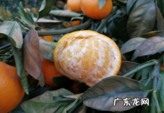 橘子打霜会不会打坏 柑橘被霜打了会怎样