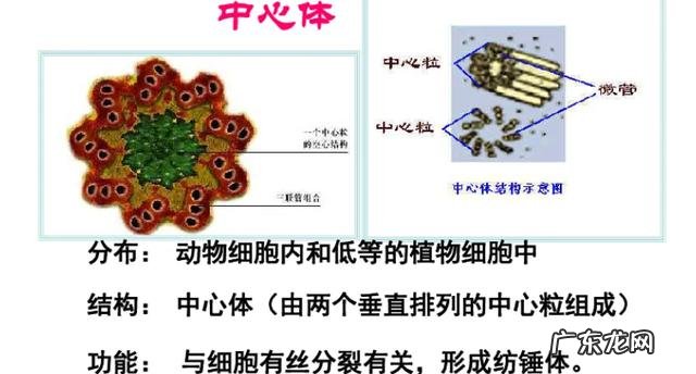 高等植物有没有中心体