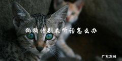 如何应对狗狗特别不听话的情况？