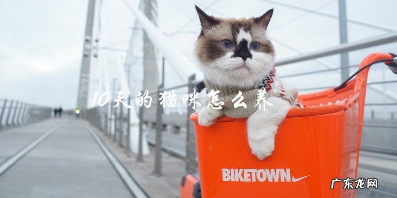 如何在10天内养好一只小猫咪?