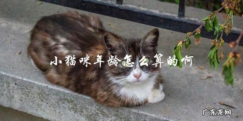 如何计算小猫咪的年龄？
