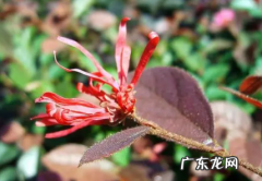 刀豆脱荚的原因是什么