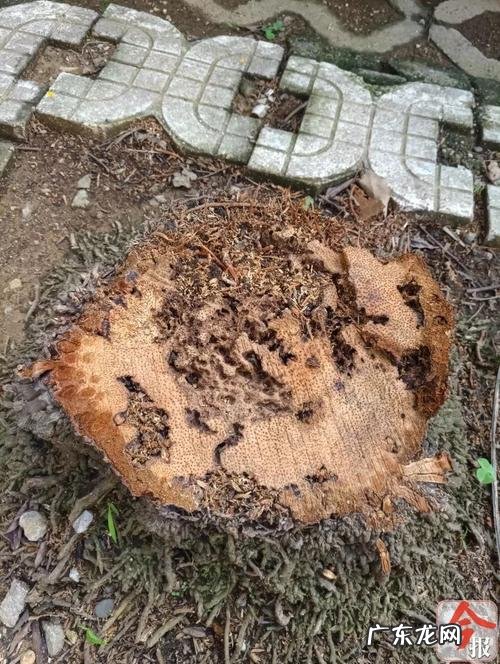 守护森林不被白蚁破坏的是什么