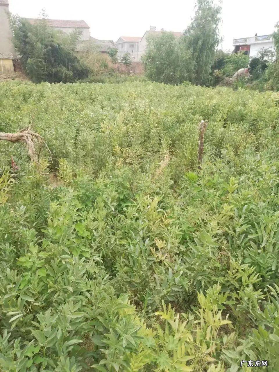 2012年12月23日发生了什么