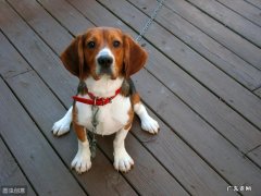 比格犬的训练教程