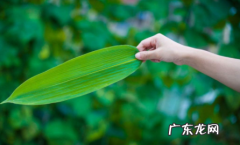 煮干粽叶的方法与步骤 干粽叶怎么煮后不易裂开