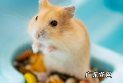 仓鼠有没有换毛的季节啊 仓鼠换毛有什么特征