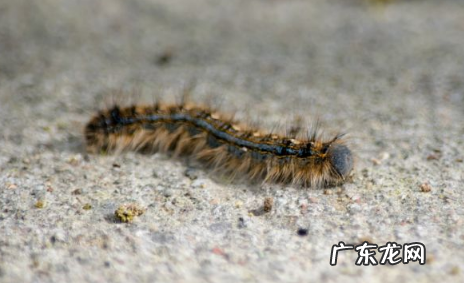 床上有蜈蚣怎么办为什么床上有蜈蚣 床上突然有蜈蚣是咋回事