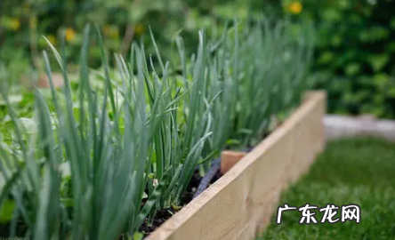 白露葱什么时间种最好吉林 白露葱什么时间种最好