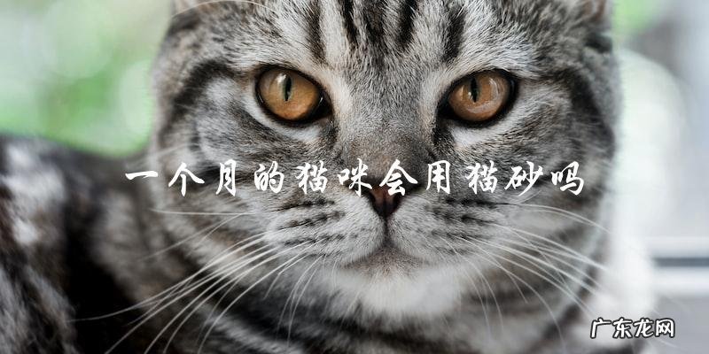 一个月大的猫咪是否能开始使用猫砂?