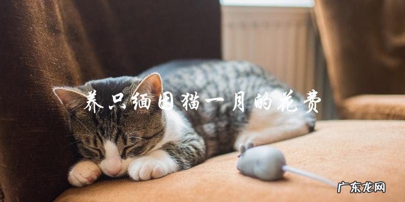 养一只缅因猫一个月需要花费多少钱?