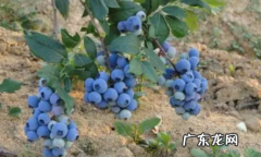 提子皮可以吃吗有什么好处 提子皮能不能吃