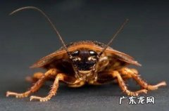 小强怎么治才安全