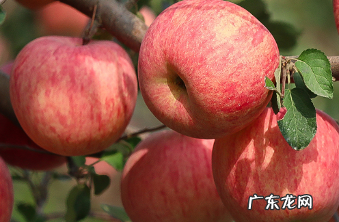 嘎啦苹果的营养价值 嘎啦苹果的特点是什么