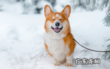 狗能承受零下几度 狗在零下多少度没事