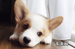 狗狗吧唧嘴 狗吧唧嘴是怎么回事