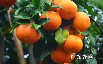 沃柑苗怎么种 沃柑苗用什么嫁接好