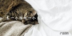 养一只一个月大的猫咪，一个月需要花费多少钱？