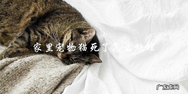 家里宠物猫去世后应该如何处理?