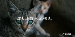 如何进行15天小猫的人工喂养？