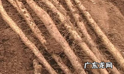 哪的铁棍山药好 正宗铁棍山药什么样的