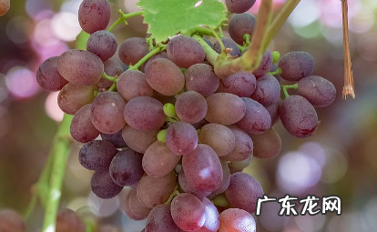 提子用热水泡可以吃吗 提子可以泡水里一夜吗