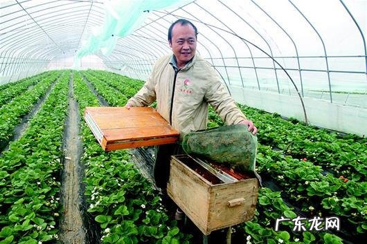 在种植蔬菜的大棚里放养蜜蜂的目的是什么