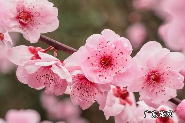梅花盛开在什么季节