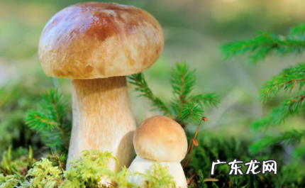 牛肝菌泡了一夜可以吗 牛肝菌泡多久才最佳