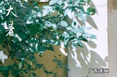 2023大暑节气的问候句子39句