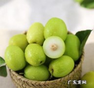绿枣有什么功效