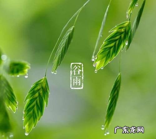 谷雨节气的特点和风俗