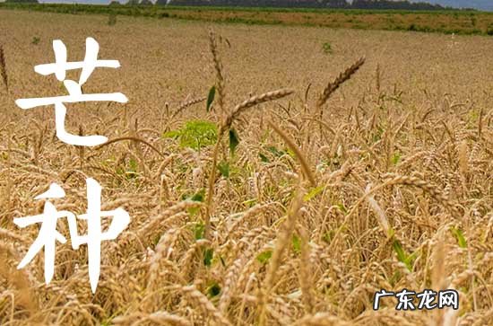 芒种节气的天气特点