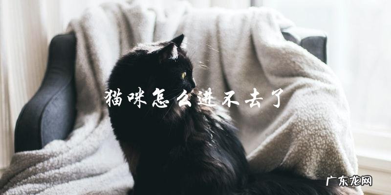 为什么我的猫咪进不去了?