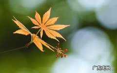 摆烂是什么意思英语 摆烂是什么意思