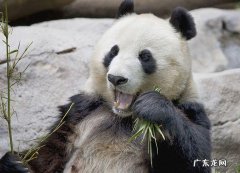 熊猫是不是兽类
