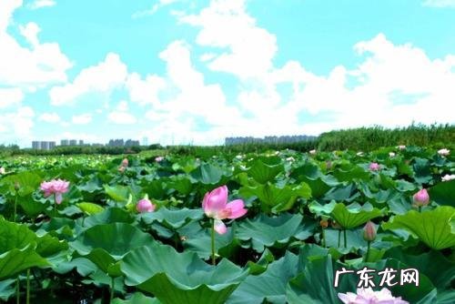 江南何采莲莲叶何田田什么意思 莲叶何田田什么意思