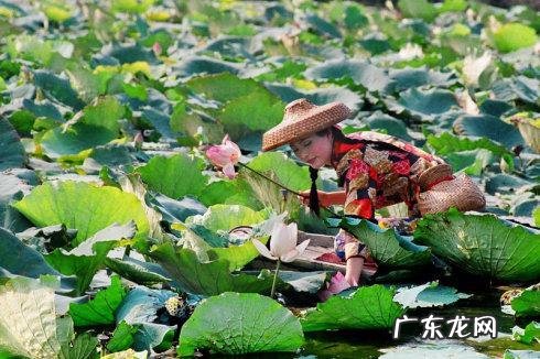 江南何采莲莲叶何田田什么意思 莲叶何田田什么意思