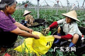 江南何采莲莲叶何田田什么意思 莲叶何田田什么意思