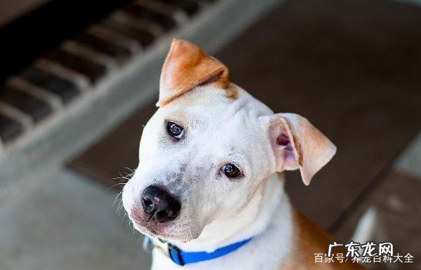 狗狗发出呜呜的声音