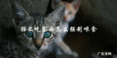 如何强制喂食猫咪，当它不愿意吃东西？